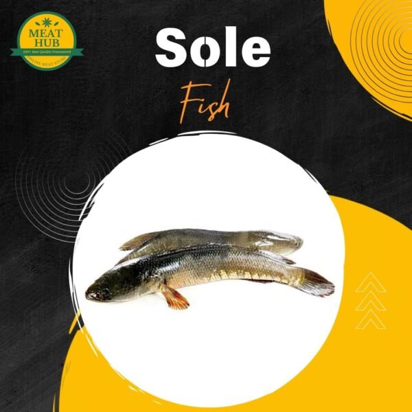 Sole Fish Regular